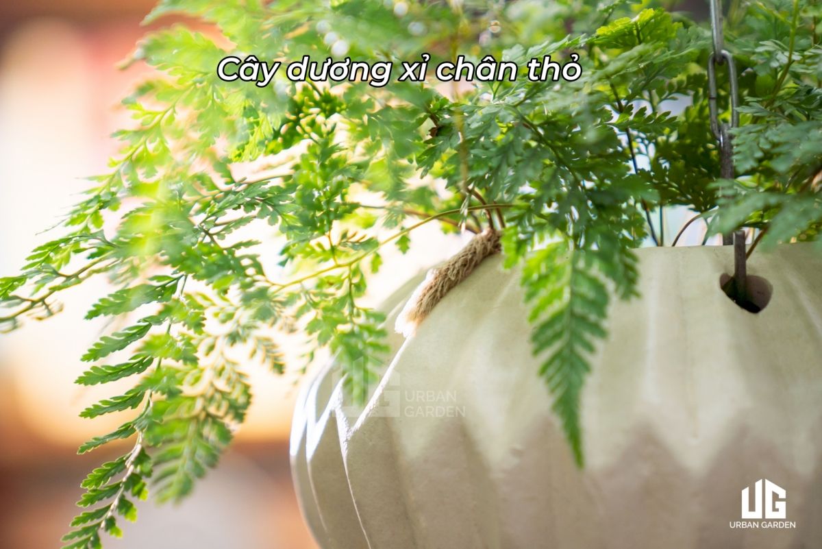  Chậu Cây Treo Rick 