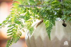  Chậu Cây Treo Rick 