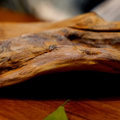  Khay Gỗ Decor Gỗ Lũa Reborn Wood Driftwood 16IX3-Lot No.2 