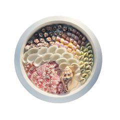  Sea Shell Art D23 - Tròn 