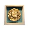  Sea Shell Art D23 