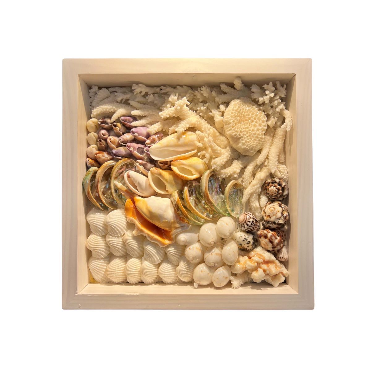  Sea Shell Art D23 