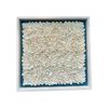  Sea Shell Art D50 