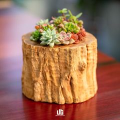  Set Sen đá Gỗ Lũa Reborn Wood Driftwood Feston 03AX3 ĐK12cm 