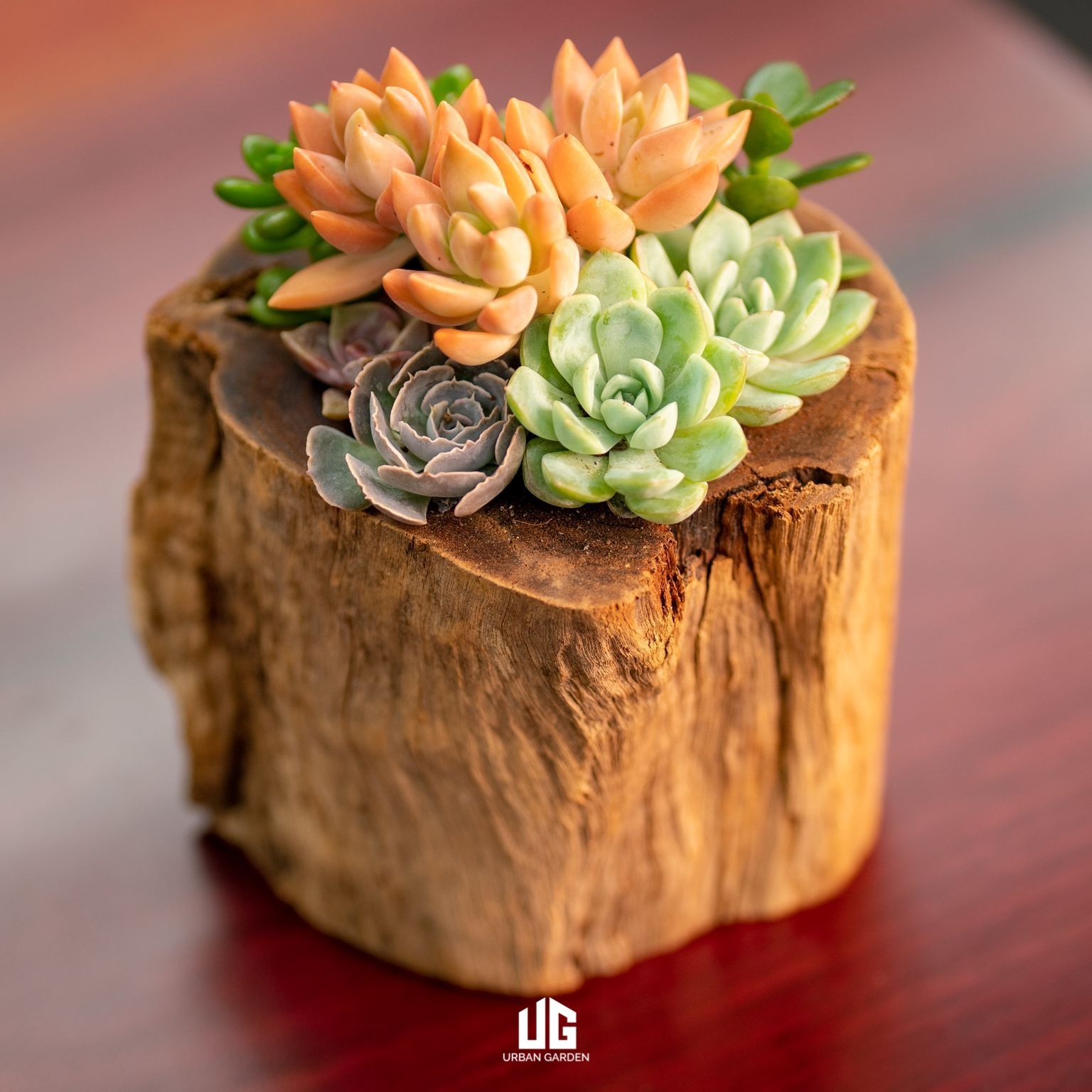  Set Sen đá Gỗ Lũa Reborn Wood Driftwood Feston 03AX3 ĐK12cm 