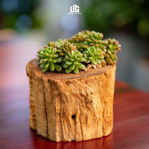 Set Sen đá Gỗ Lũa Reborn Wood Driftwood Feston 03AX3 ĐK12cm