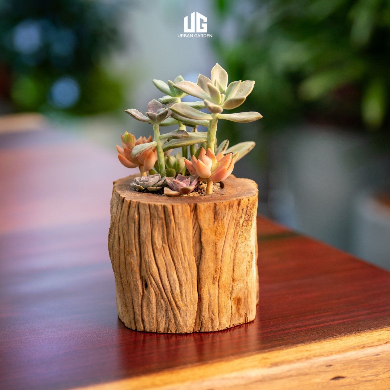  Set Sen đá Gỗ Lũa Reborn Wood Driftwood Feston 03AX3 ĐK12cm 