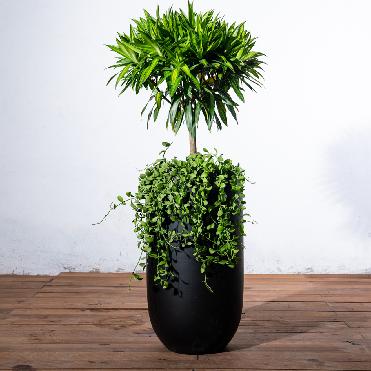  Chậu Trúc bách hợp L - Harvey M 