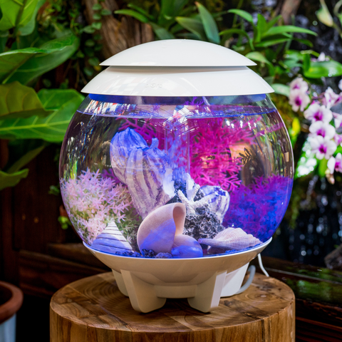 Hệ sinh thái nước Biorb Halo Aquarium 15 MCR