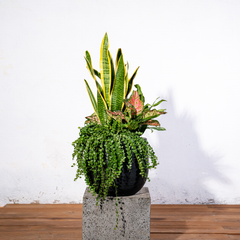  Chậu Cây Lưỡi hổ M - Ceylon - Đen S 