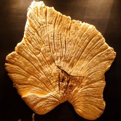  Driftwood Wall Art M7 