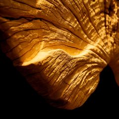  Driftwood Wall Art M7 