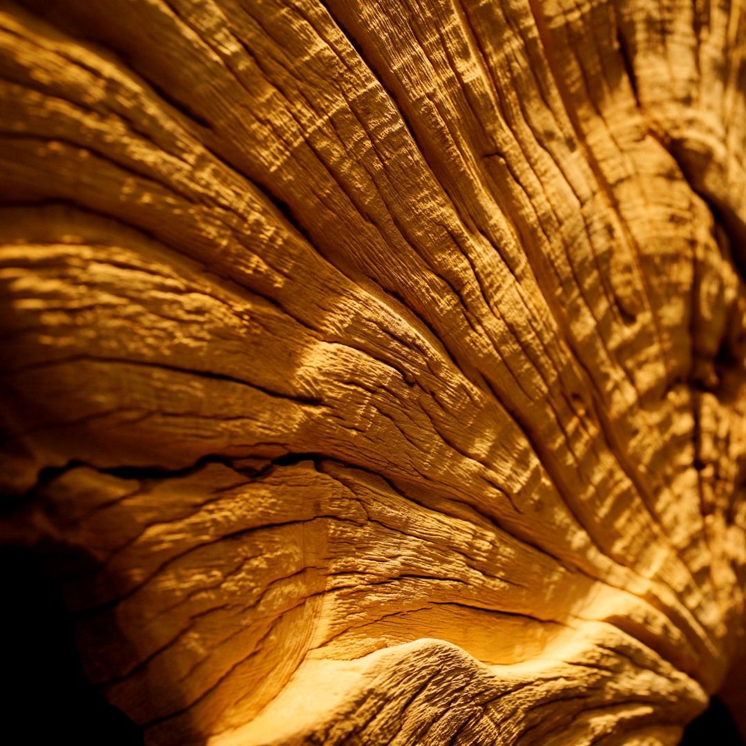  Driftwood Wall Art M7 