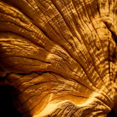  Driftwood Wall Art M7 