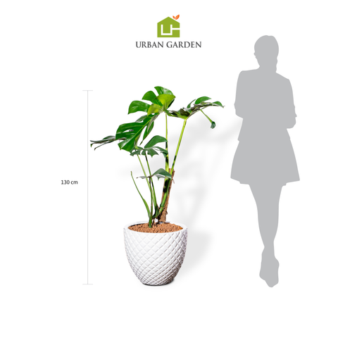Chậu Cây Monstera M - Pine - Trắng M