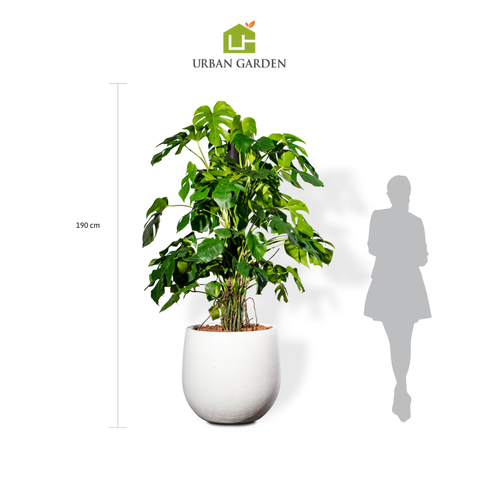 Chậu Cây Monstera Cột L - Ceylon Trắng L
