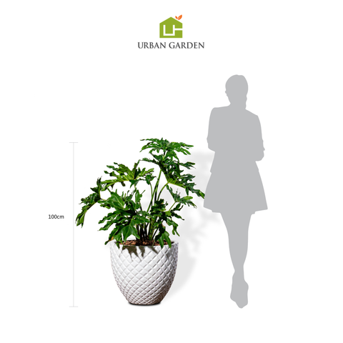 Chậu Cây Trầu bà thanh xuân M - Pine - Trắng M