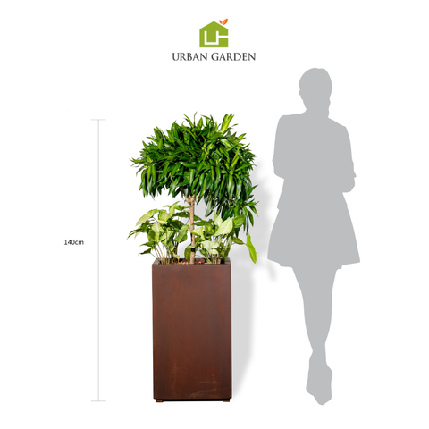 Chậu Cây Trúc bách hợp L - Corten 40x40x70