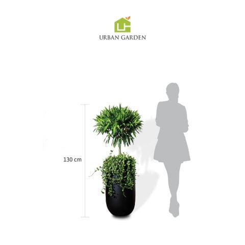 Chậu Trúc bách hợp L - Harvey M