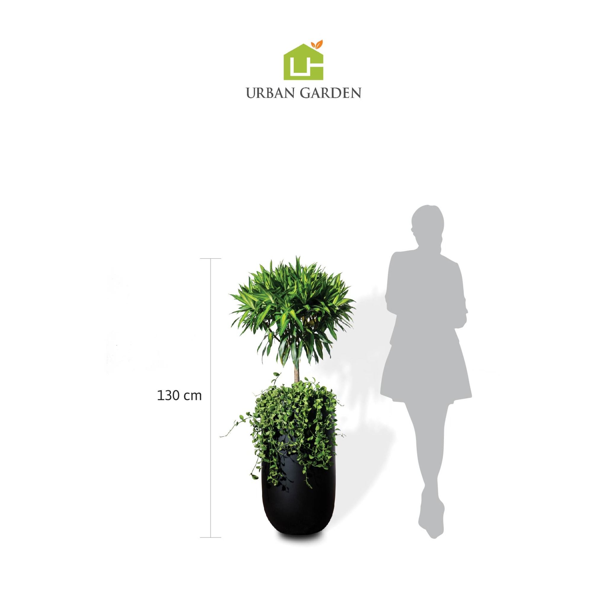  Chậu Trúc bách hợp L - Harvey M 