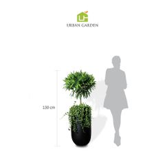  Chậu Trúc bách hợp L - Harvey M 