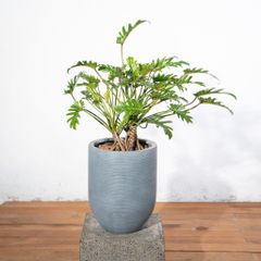  Chậu cây chân vịt - Corda - Xám XS 