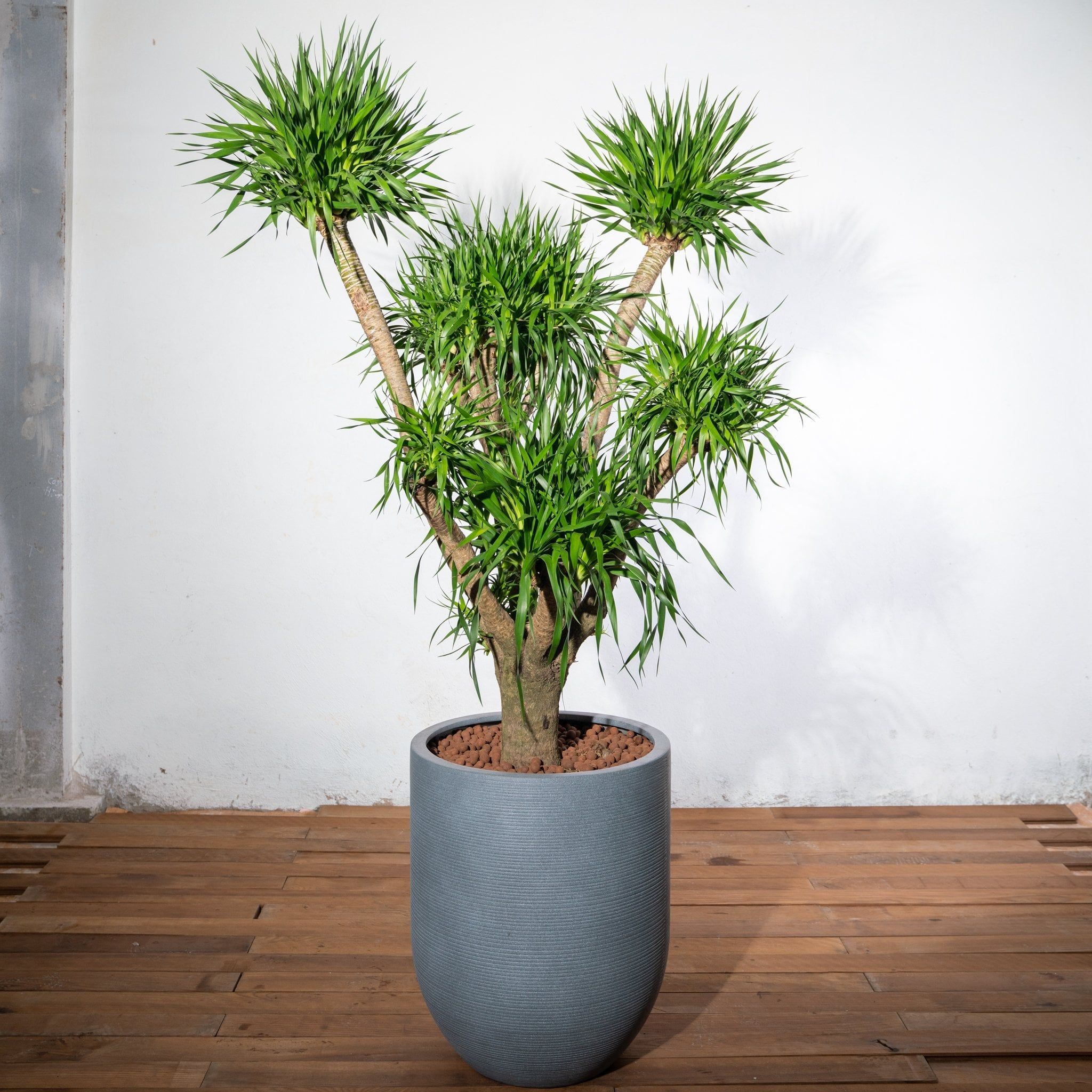  Chậu Phát tài núi lộc phát đại - Corda - Xám L 