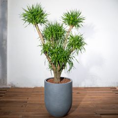  Chậu Phát tài núi lộc phát đại - Corda - Xám L 