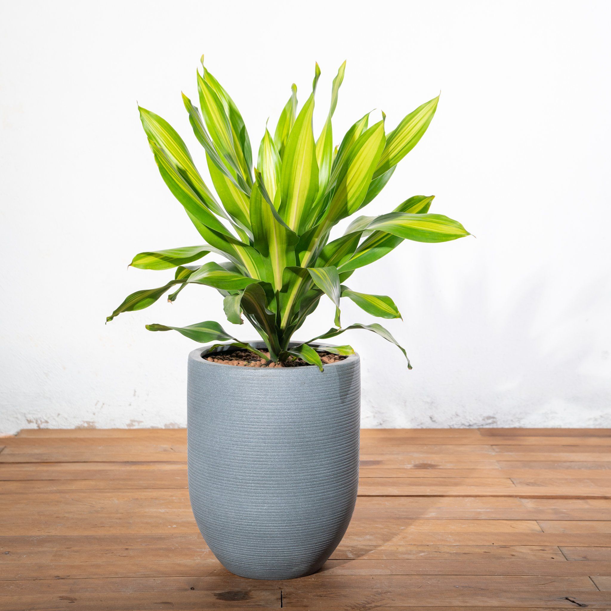  Chậu Phát tài sọc 70 cm - Corda - Xám S 