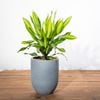  Chậu Phát tài sọc 70 cm - Corda - Xám S 