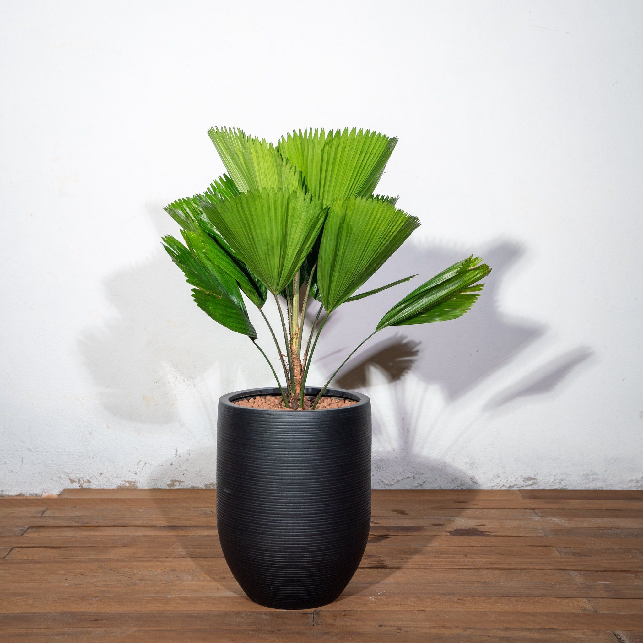  Chậu Cây Kè Nhật S - Corda - Đen S 