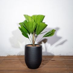  Chậu Cây Kè Nhật S - Corda - Đen S 