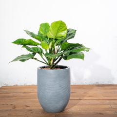  Chậu Cây Đế vương xanh L - Corda - Xám S 