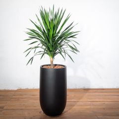  Chậu Cây Phát tài núi 1 thân lá lớn S - Harvey L 
