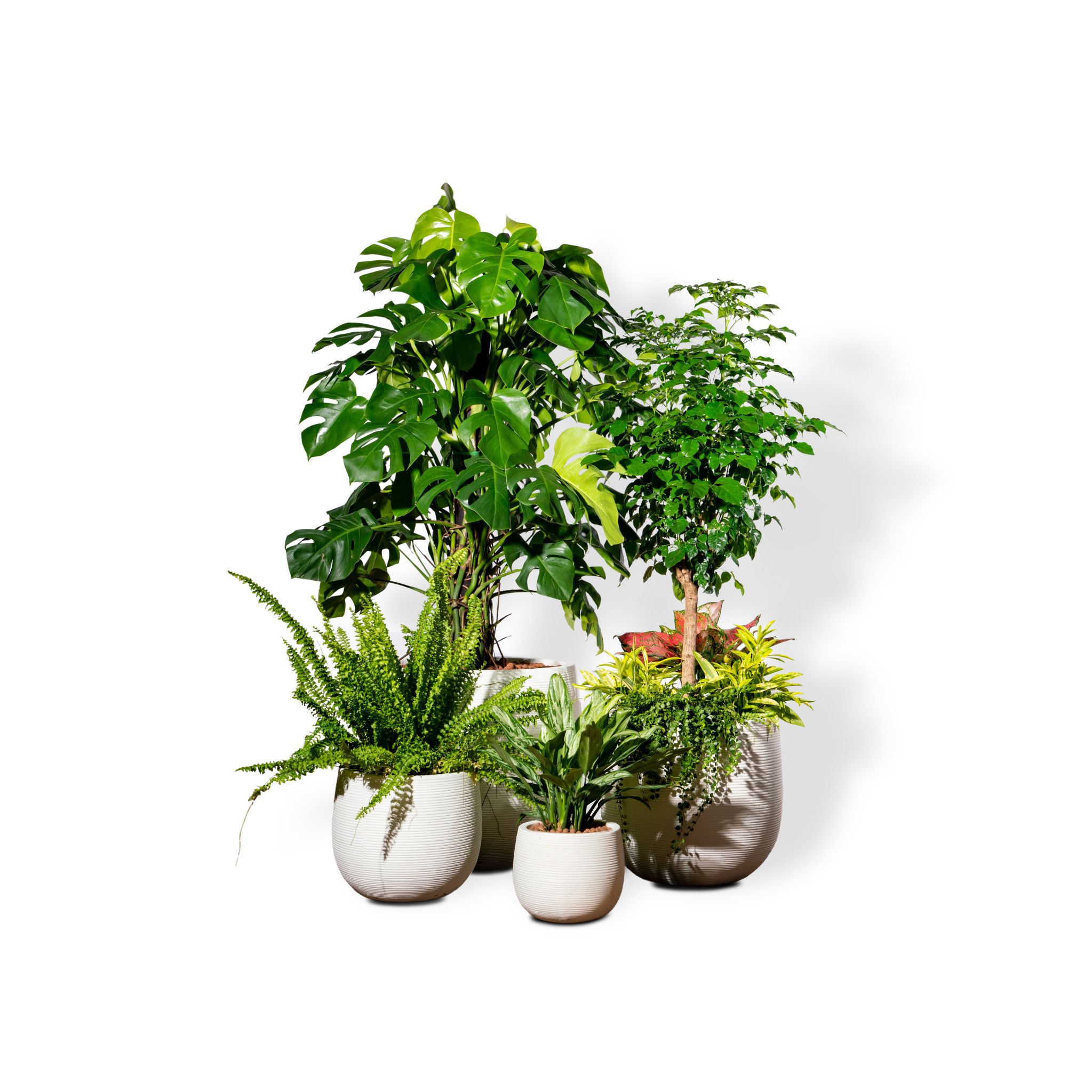  Bộ Chậu Cây Xi măng Polycement Ceylon - Trắng 