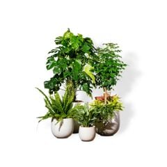  Bộ Chậu Cây Xi măng Polycement Ceylon - Trắng 