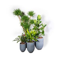  Bộ Chậu Cây Xi măng Polycement Corda - Xám 