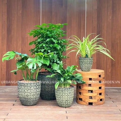  Bộ Chậu Cây Gốm Batik 