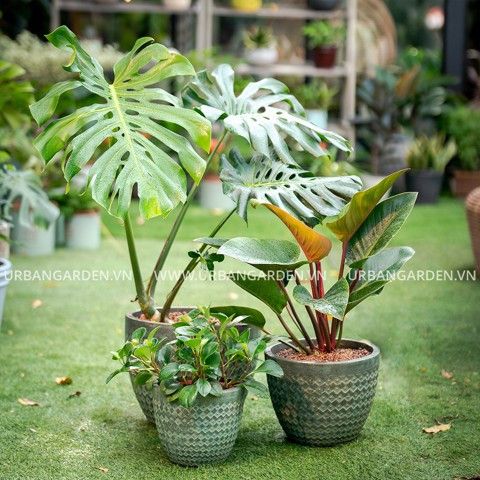  Bộ Chậu Cây Gốm Memphis 