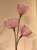  Hoa Khô Wirey Blossom (Pink) 
