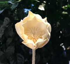  Hoa Khô Plum Peony Diffuser (6cm) 