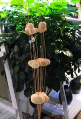  Hoa Khô 3 Silver Dollars 