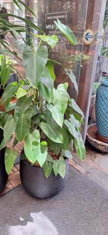 Chậu Cây Trầu Bà Tỷ Phú Cột M - Ceylon Đen M