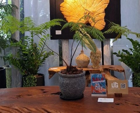 Chậu Cây Dương Xỉ Culi L - Giả cổ Dia 29