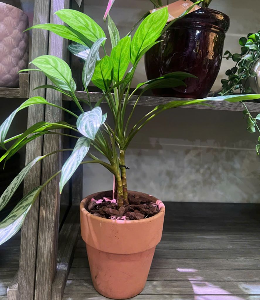  Chậu Cây Ngân Hậu - Gốm Kushi 