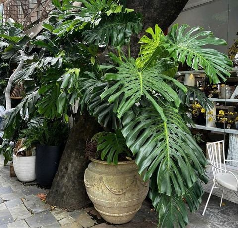 Chậu Monster Deliciosa XL - Glam 6859AP