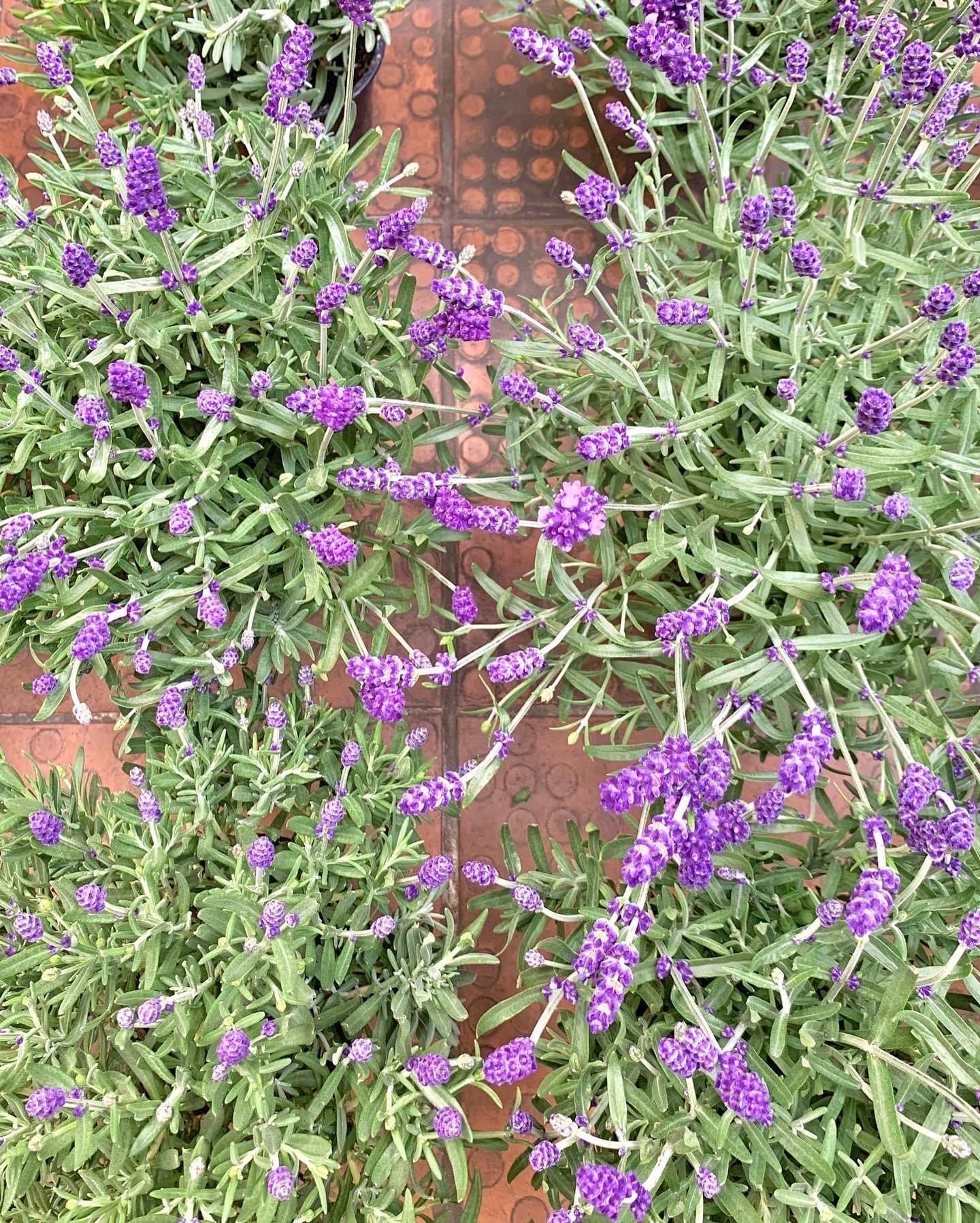  Chậu Hoa Tươi Lavender 8/3 