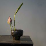  Bát Ikebana Lục Bình 