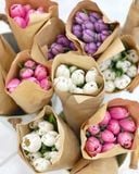  (HANOI) Hoa Tulip Hà Lan 8/3 