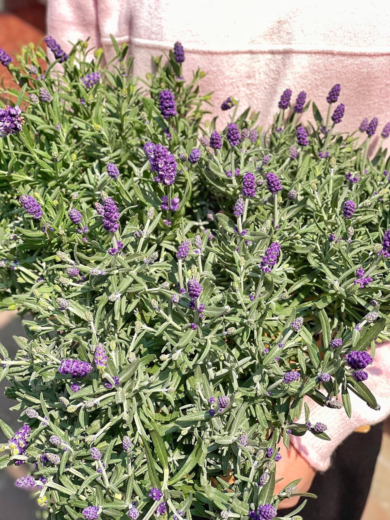  Chậu Hoa Tươi Lavender 8/3 